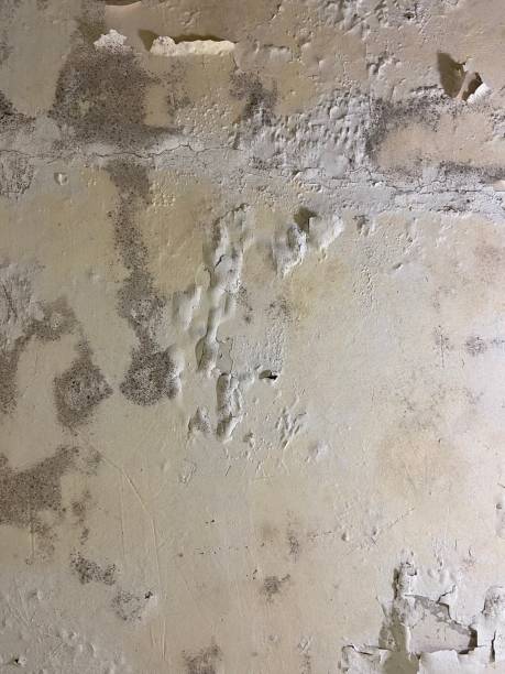Best Mold Testing  in Garwood, NJ